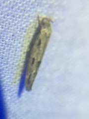 Mompha brevivittella