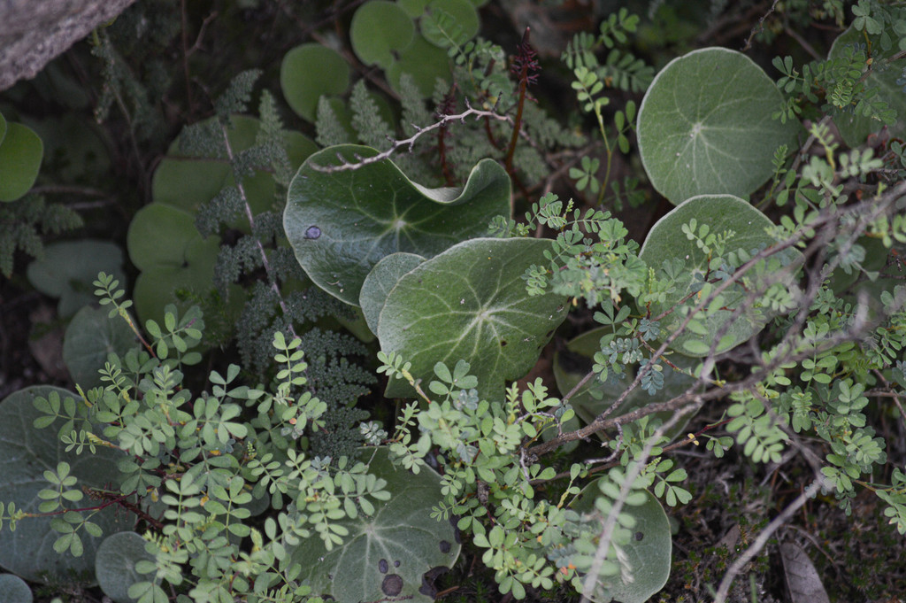 Peperomia accentus