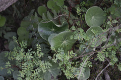 Peperomia bracteata
