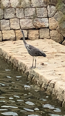 Ardea cinerea