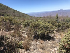 Arctostaphylos otayensis