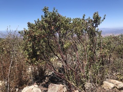 Arctostaphylos otayensis