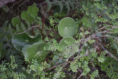 Peperomia bracteata