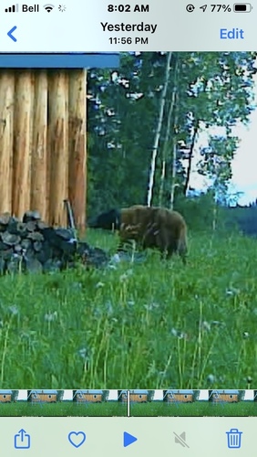 American Black Bear