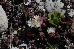 Delosperma patersoniae