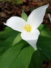 Trillium ovatum ovatum