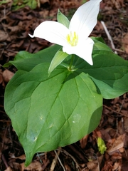 Trillium ovatum ovatum