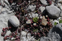 Delosperma patersoniae