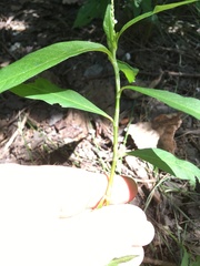 Persicaria