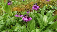 Primula nivalis