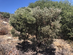 Arctostaphylos otayensis