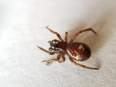 Asagena americana