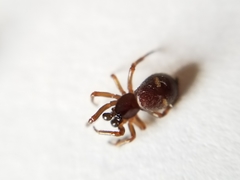 Asagena americana