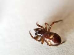 Asagena americana