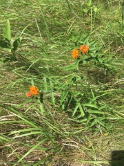 Asclepias tuberosa