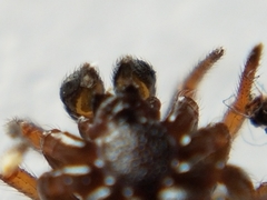 Asagena americana