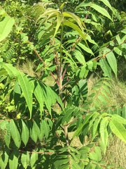 Rhus typhina