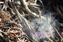 Diapontia