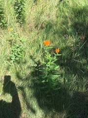Asclepias tuberosa