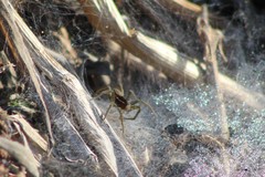 Diapontia