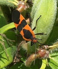 Oncopeltus fasciatus