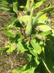 Oncopeltus fasciatus