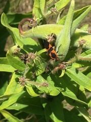 Oncopeltus fasciatus