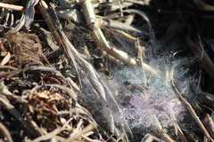 Diapontia