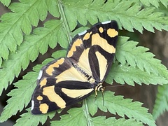 Psychostrophia melanargia