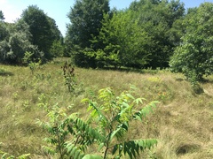Rhus typhina