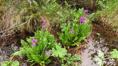 Primula nivalis