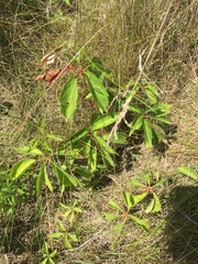 Parthenocissus quinquefolia