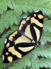 Psychostrophia melanargia