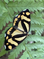 Psychostrophia melanargia