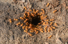 Lasius murphyi
