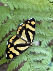 Psychostrophia melanargia