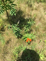 Asclepias tuberosa