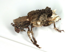 Aesiotes leucurus