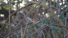 Erithacus rubecula