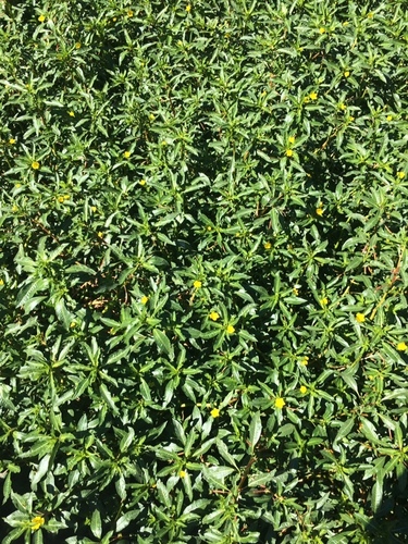 photo of Yellow Alder (Turnera ulmifolia)