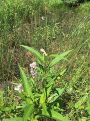 Persicaria pensylvanica