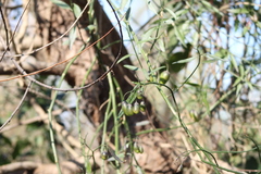 Solanum amygdalifolium