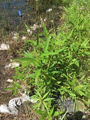 Persicaria pensylvanica