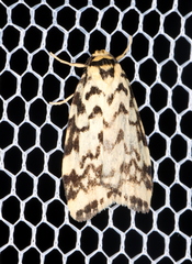 Goniosema anguliscripta