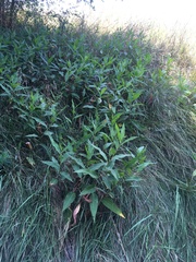 Persicaria amphibia emersa