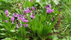 Primula nivalis