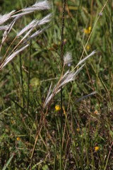 Andropogon eucomus