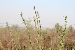 Baccharis phyteumoides
