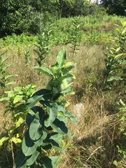 Asclepias syriaca