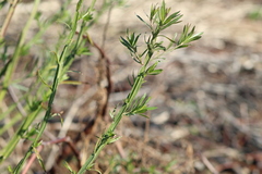 Baccharis phyteumoides
